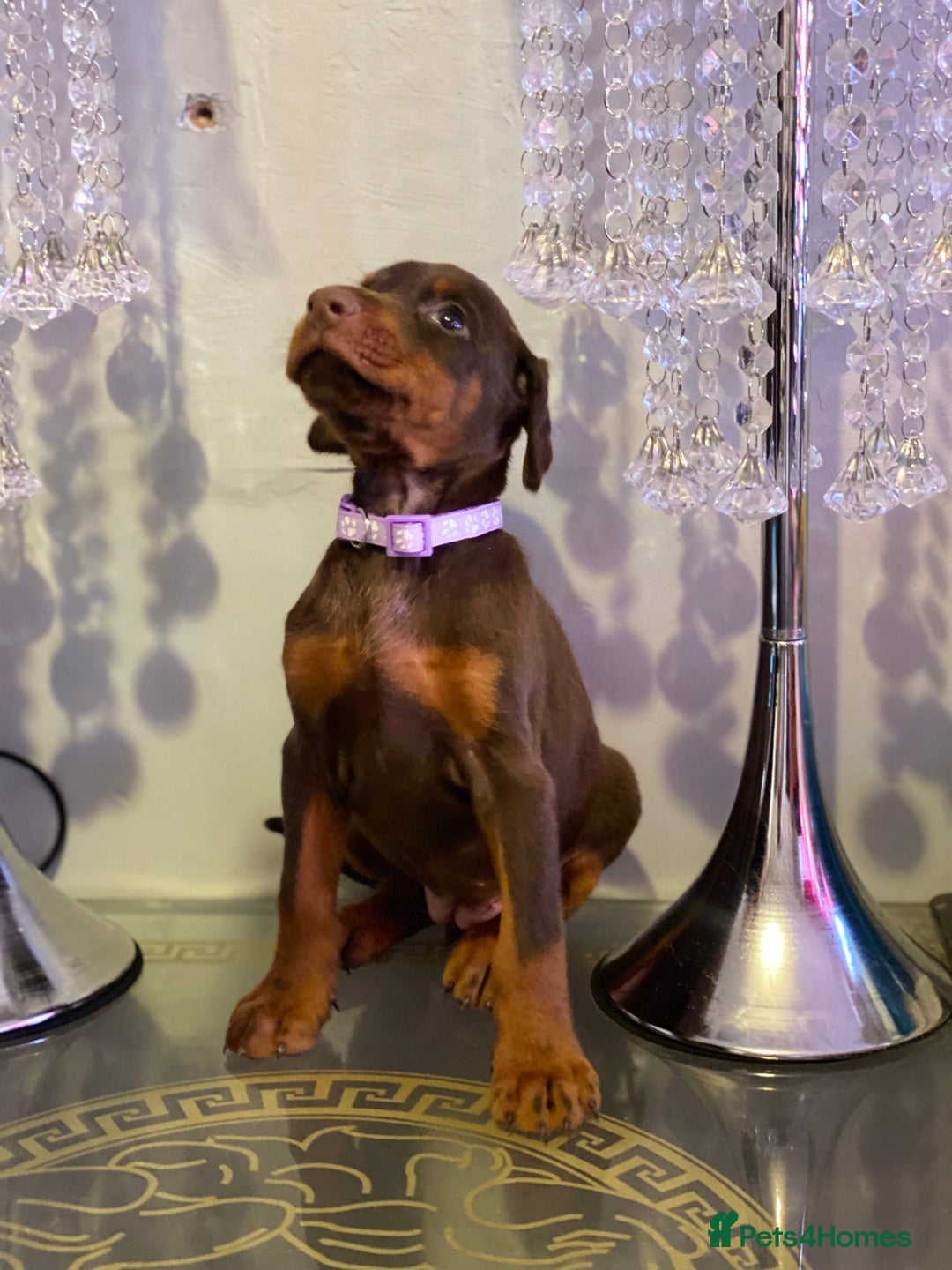Dobermann dogs for sale: Gorgeous Eu**an Dobermann Puppies - Image 5
