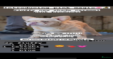 French Bulldog dogs - Advert 8