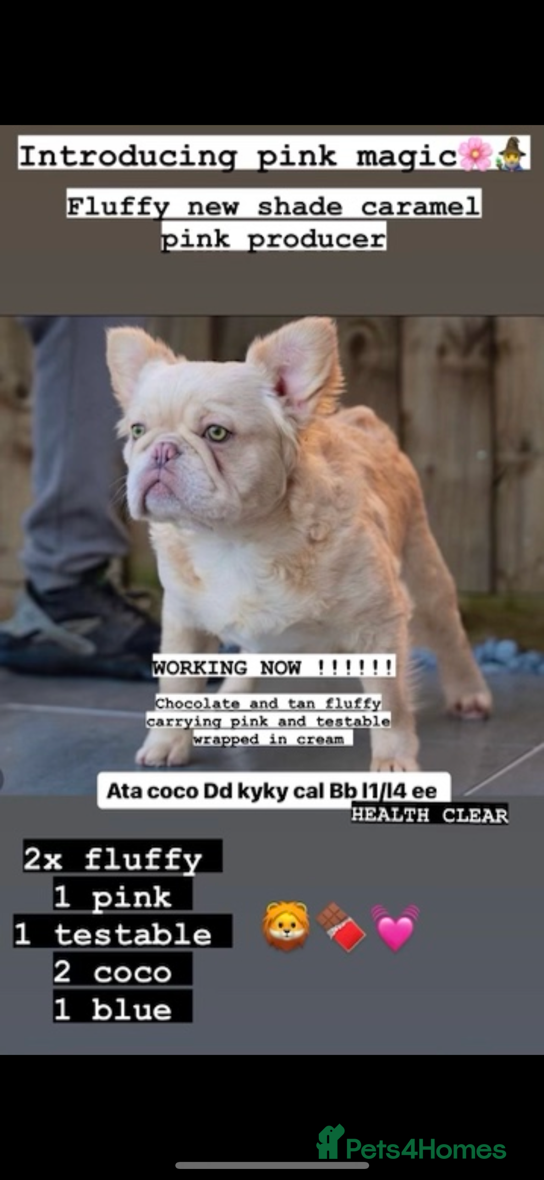 French Bulldog dogs for sale: Visual fluffy boy for sale carrying pink &testable - Image 3
