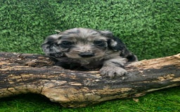 Cockapoo dogs for sale: F1 DNA PHANTOM MERLE TAN PUPPYS  - Image 6