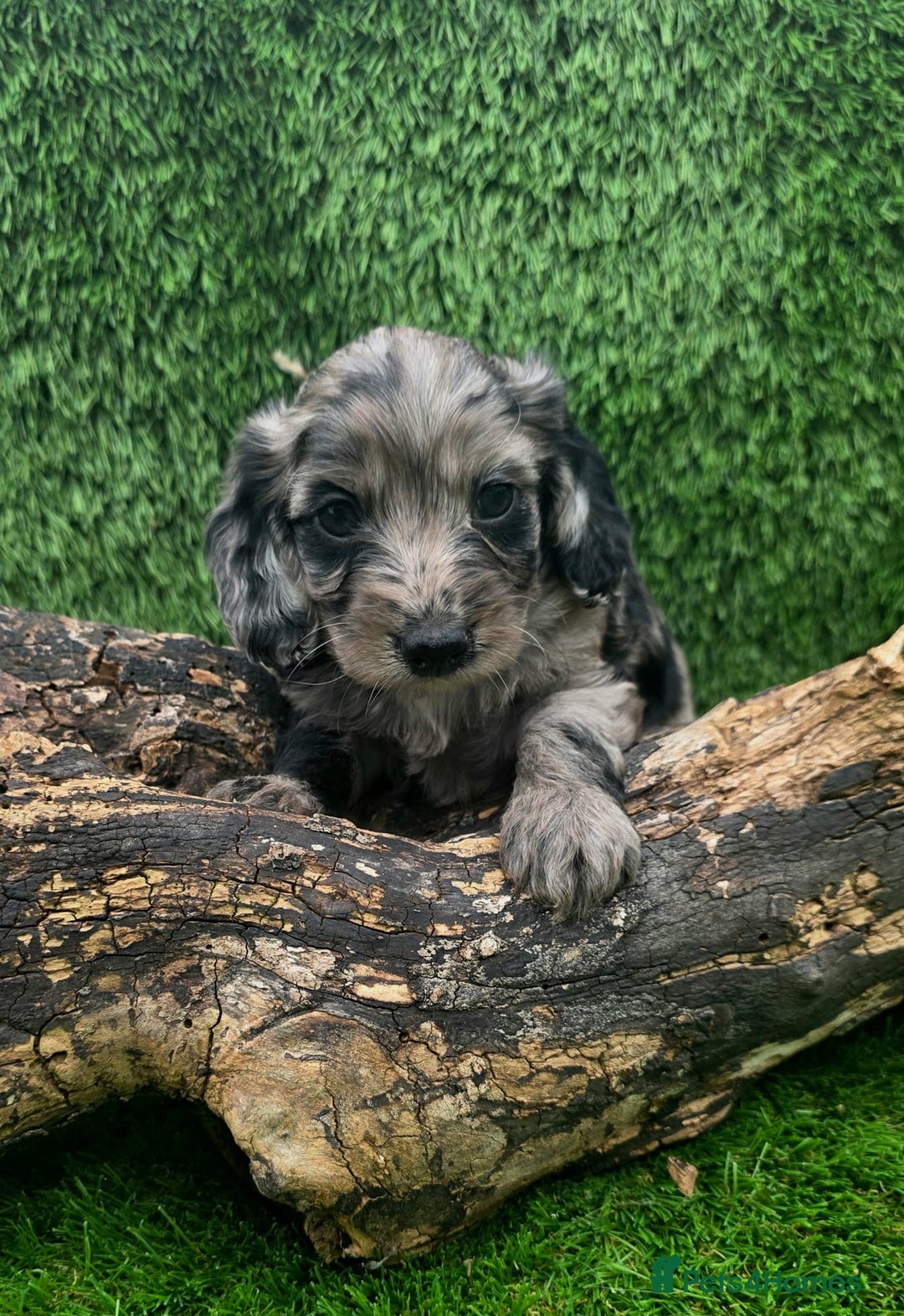 Cockapoo dogs for sale: F1 DNA PHANTOM MERLE TAN PUPPYS  - Image 6