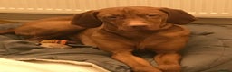 Hungarian Vizsla dogs for sale: Hungarian Vizsla puppies  - Advert 4