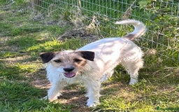 Mixed Breed dogs for adoption: Zori - Badersfield Norfolk  - Image 9