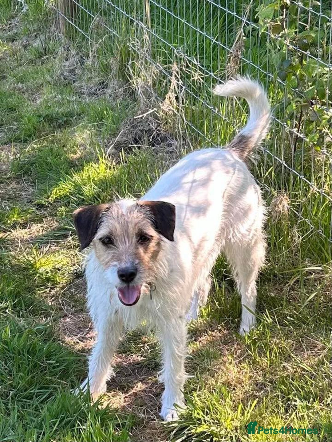 Mixed Breed dogs for adoption: Zori - Badersfield Norfolk  - Image 9