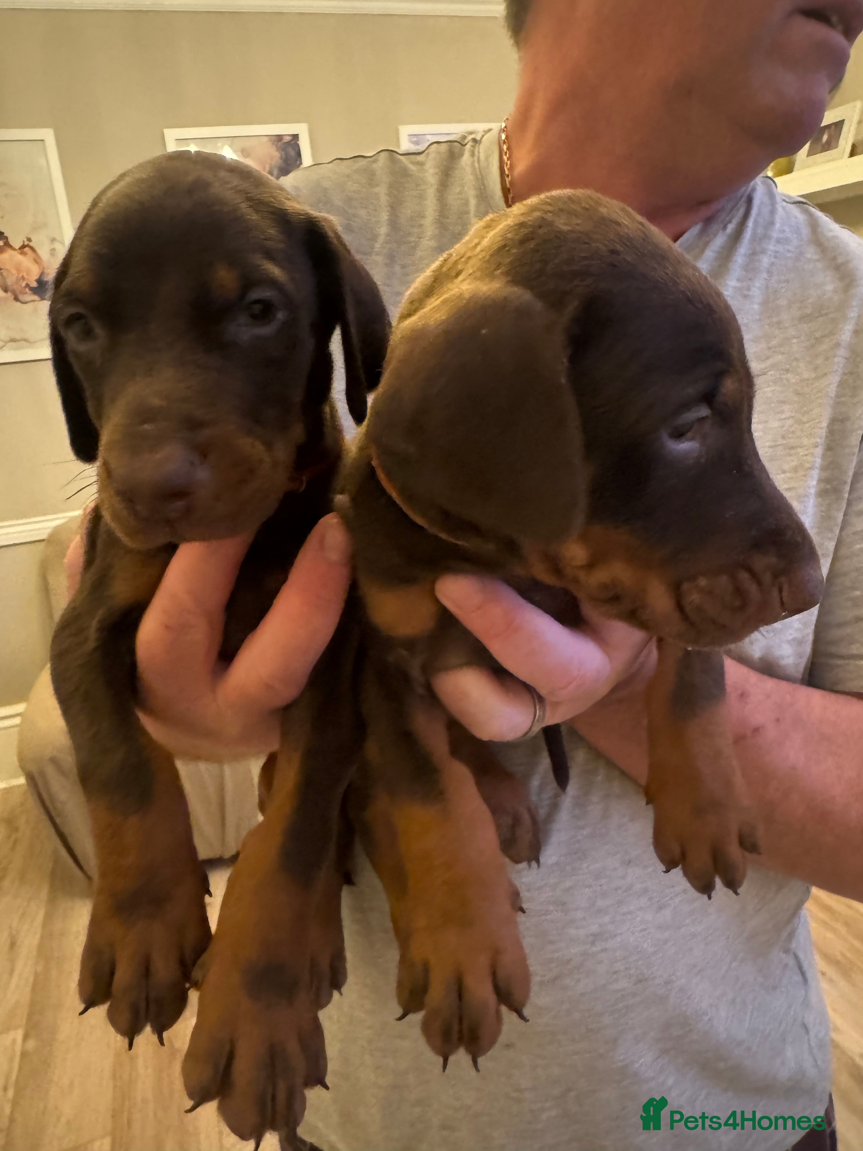 Dobermann dogs Beautiful Doberman puppies  - Advert 1
