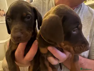 Dobermann dogs Beautiful Doberman puppies - Advert 1