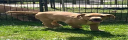 Labrador Retriever dogs for sale: Pedigree Labrador Boy Puppy LAST ONE! - Advert 6