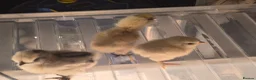 Chickens poultry for sale: Silkie chicks  in Manchester - Advert 3