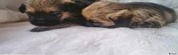Border Terrier dogs for sale: Kc reg border terriers in Bucknell - Advert 7