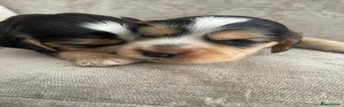 Puppy 1