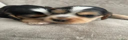 Cocker Spaniel dogs for sale: SHOW COCKER SPANIELS - Advert 22