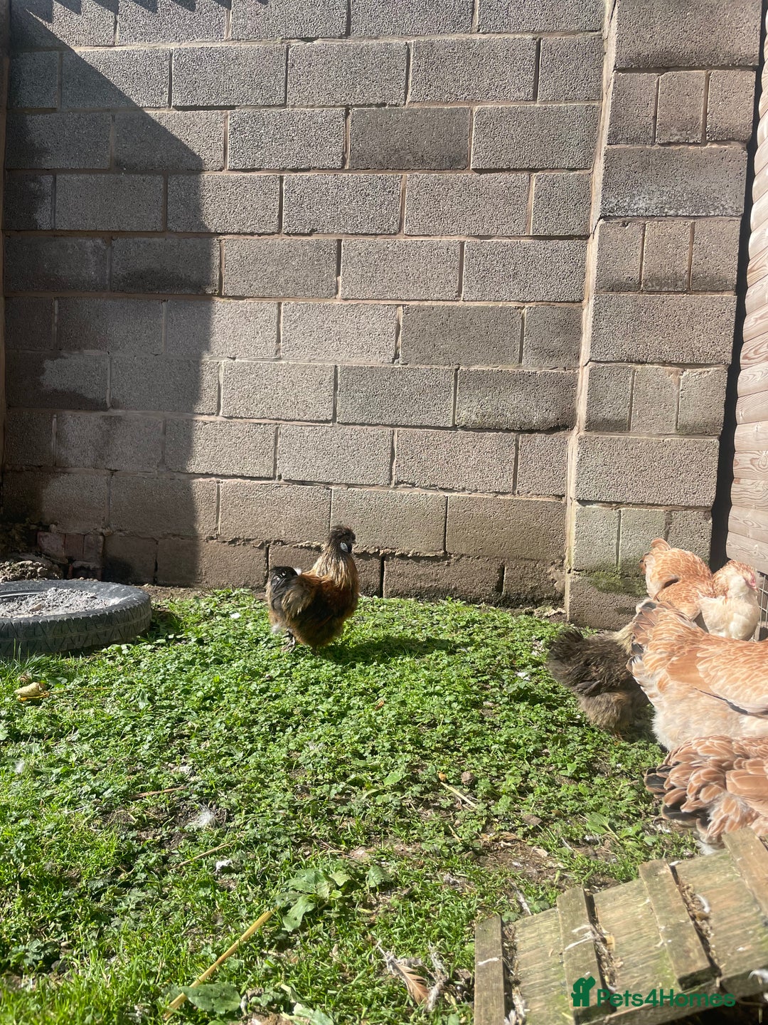 Chickens poultry for sale: Partridge Silkies a Hen & Cock - Image 2