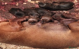 Miniature Dachshund dogs for sale: Miniature dachshund pups - Advert 6