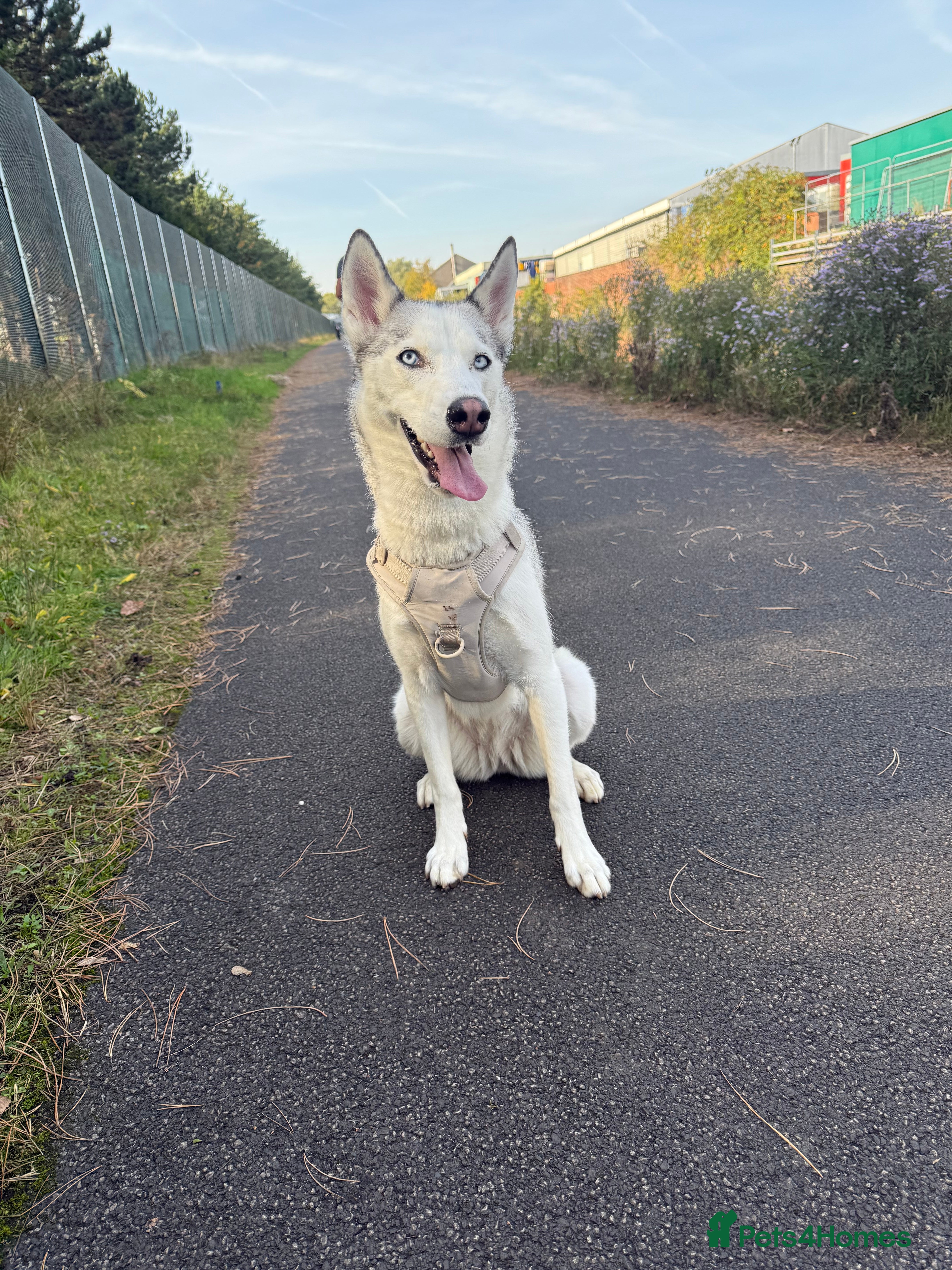 Siberian Husky dogs Siberian Husky Stormy - 2 years old  - Advert 6