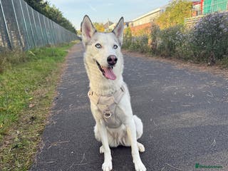 Siberian Husky dogs Siberian Husky Stormy - 2 years old - Advert 4