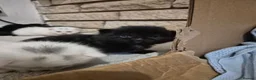 Mixed Breed cats for sale: 5 little kittens - Advert 24