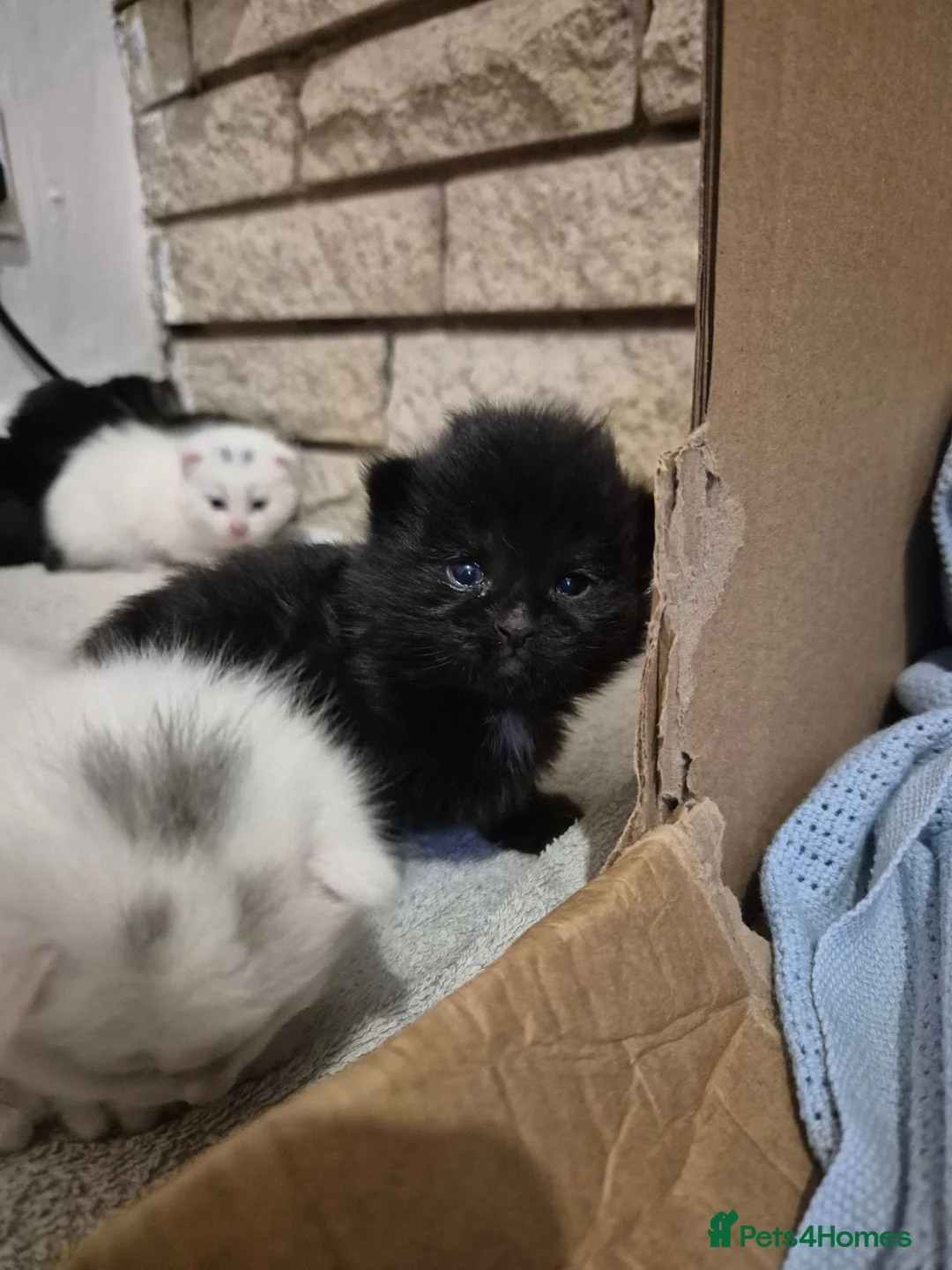 Mixed Breed cats for sale: 5 little kittens - Advert 24