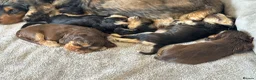 Cocker Spaniel dogs for sale: Stunning Show Cocker Spaniels  - Advert 13