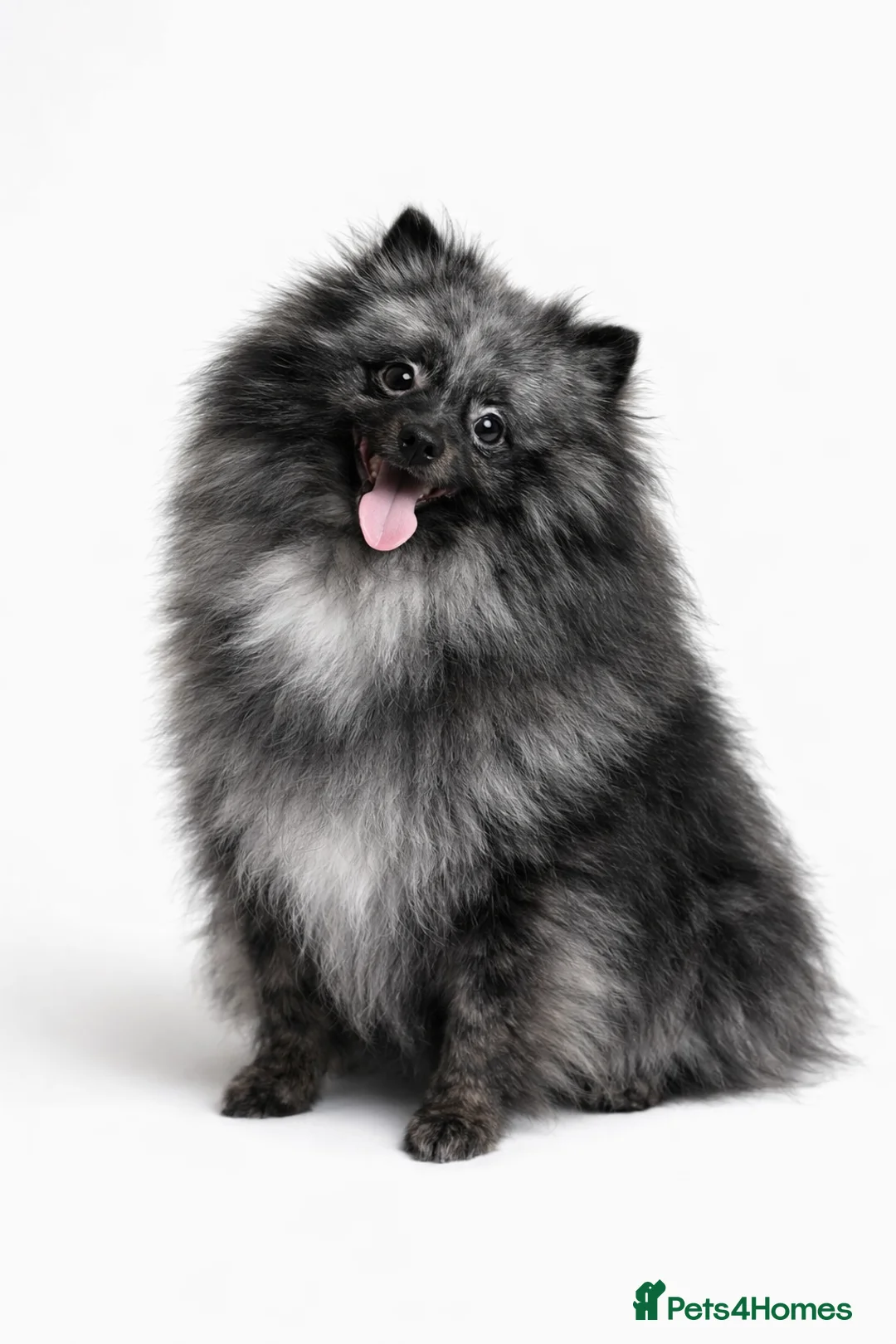 Pomeranian dogs for stud: Samson BLUE MERLE MALE FOR STUD in London - Advert 1