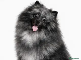 Pomeranian dogs Samson BLUE MERLE MALE FOR STUD - Advert 3