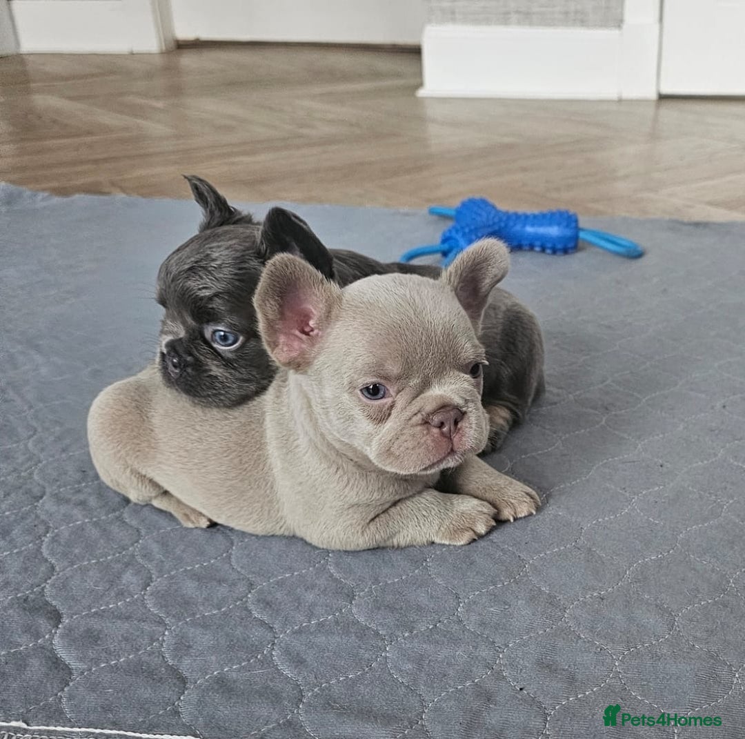 French Bulldog dogs for sale: French bulldog pups - Image 17