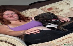 Staffordshire Bull Terrier dogs for sale: This is Dougie  - Image 2