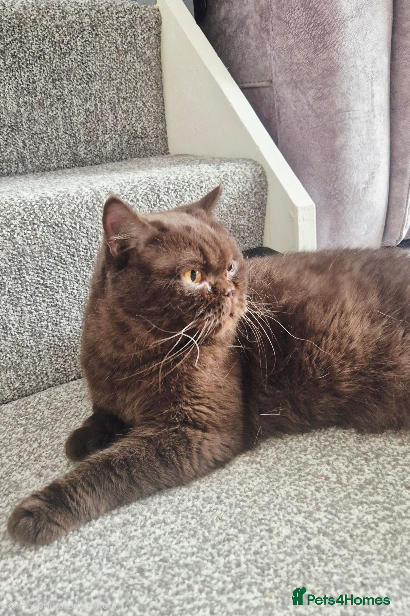 British Shorthair cats **GCCF Registered Retired Chocolate girl 'Hope' ** - Advert 1