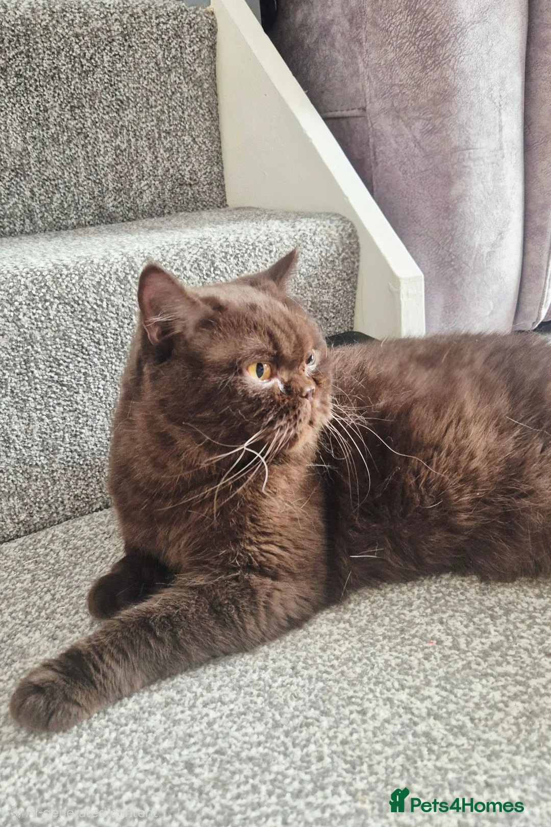 British Shorthair cats for sale: **GCCF Registered Retired Chocolate girl 'Hope' ** - Advert 1