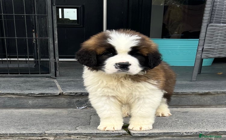 Saint Bernard dogs - Advert 1
