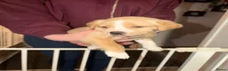 Mixed Breed dogs for sale: Staffy cross puppys - Advert 4