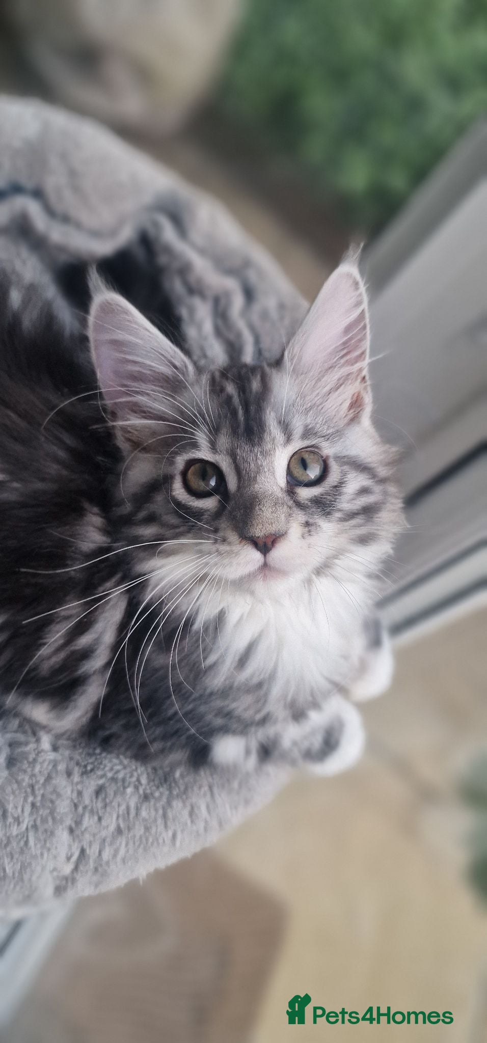 Maine Coon cats Stunning TICA Reg Kittens from Champion Bloodlines - Advert 2