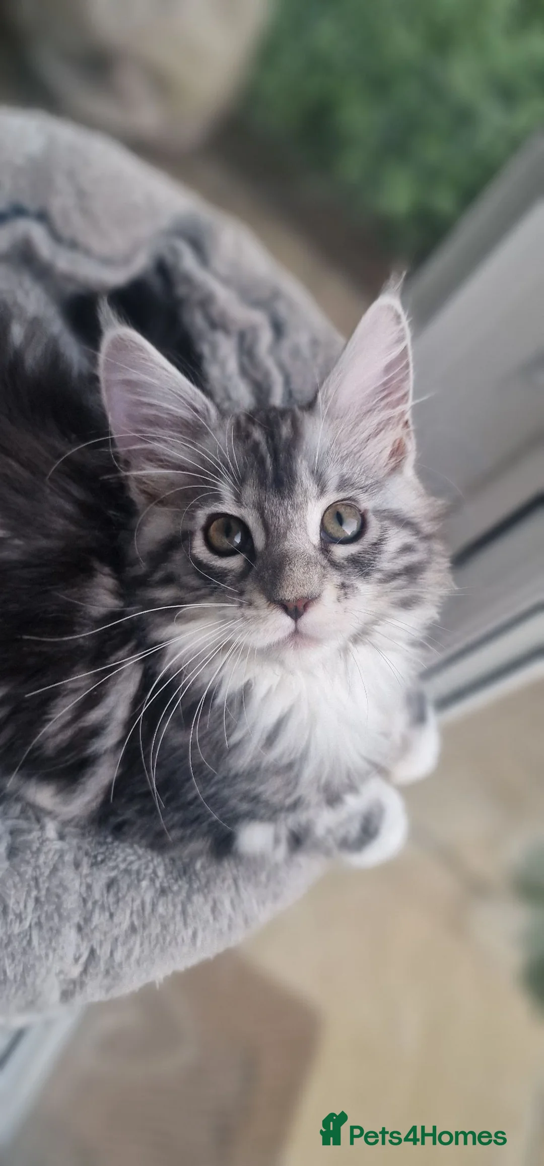 Maine Coon cats for sale: Stunning TICA Reg Kittens from Champion Bloodlines - Advert 1