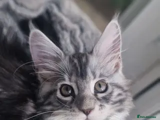 Maine Coon cats Stunning TICA Reg Kittens from Champion Bloodlines - Advert 2