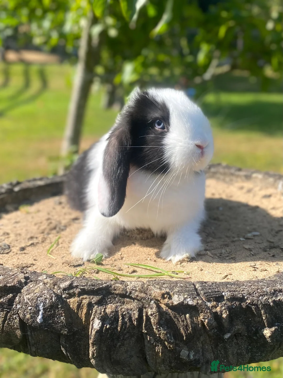 Mini Lop rabbits for sale: Mini Lop boy looking for his forever home 🏠  - Advert 5