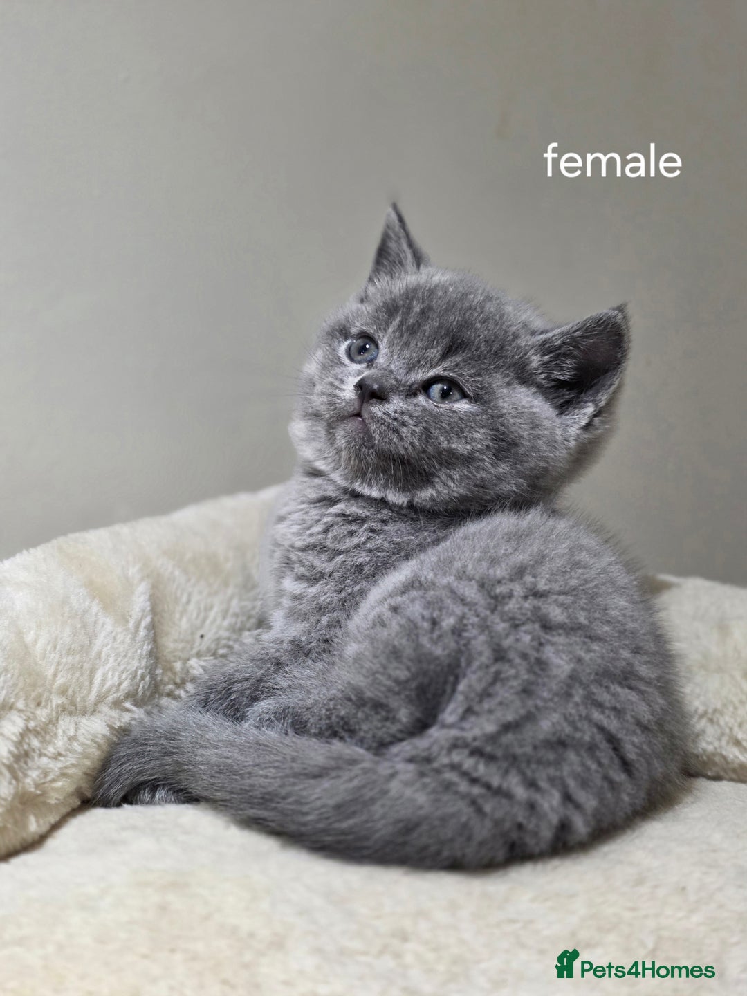 Scottish Fold cats for sale: 3 beautiful female scottish fold & straights 😍🎀 - Advert 14