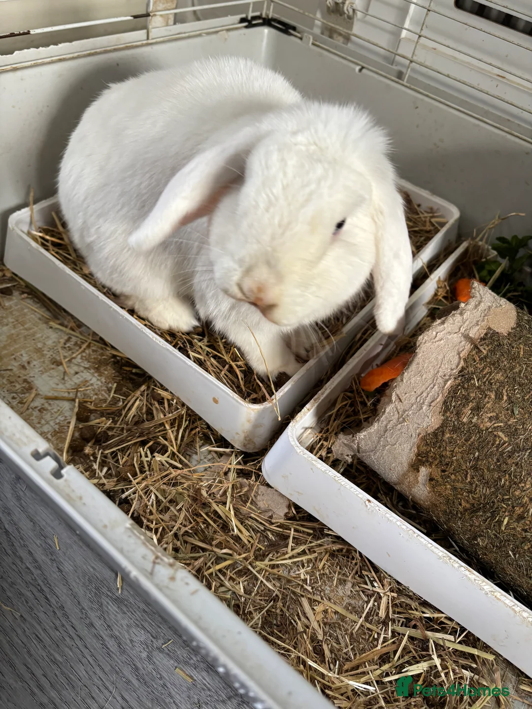 Mixed Breed rabbits for sale: 2 bonded rabbits brother and sister for new home - Advert 5