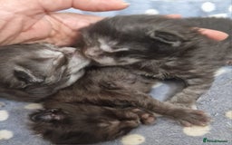 Maine Coon cats for sale: Smoke Russian Line Mainecoons - Image 9