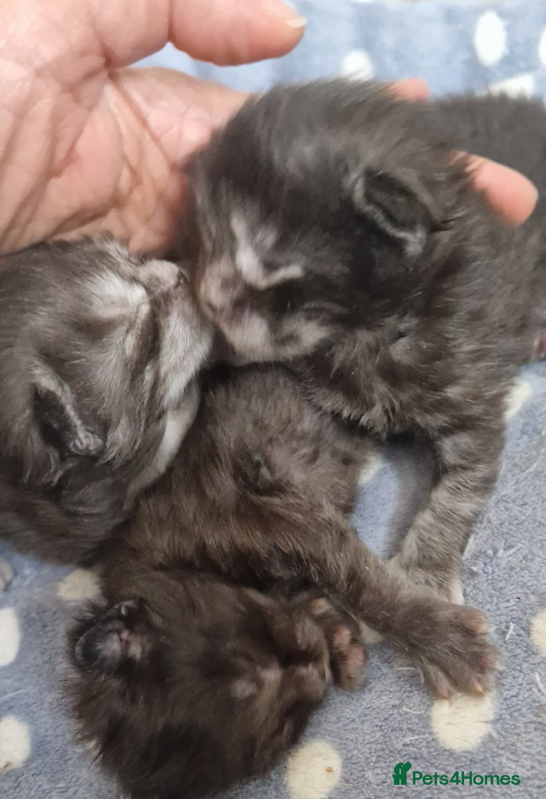 Maine Coon cats for sale: Smoke Russian Line Mainecoons - Image 9