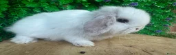 Mini Lop rabbits for sale: Stunning purebred mini lop bucks ready to reserve - Advert 16