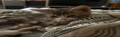 Domestic Shorthair Kitten 3