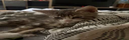 Domestic Shorthair cats for sale: Gorgeous kittens for sale - Advert 4