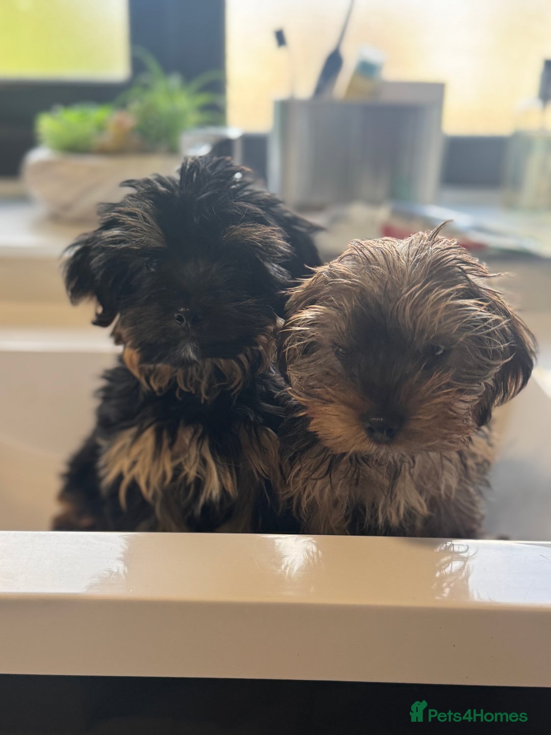 Yorkshire Terrier dogs for sale: Puppies for sale  - Image 8