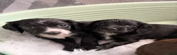 Cocker Spaniel dogs for sale: 6 Week old Working Cocker Spaniel Puppies - Advert 14