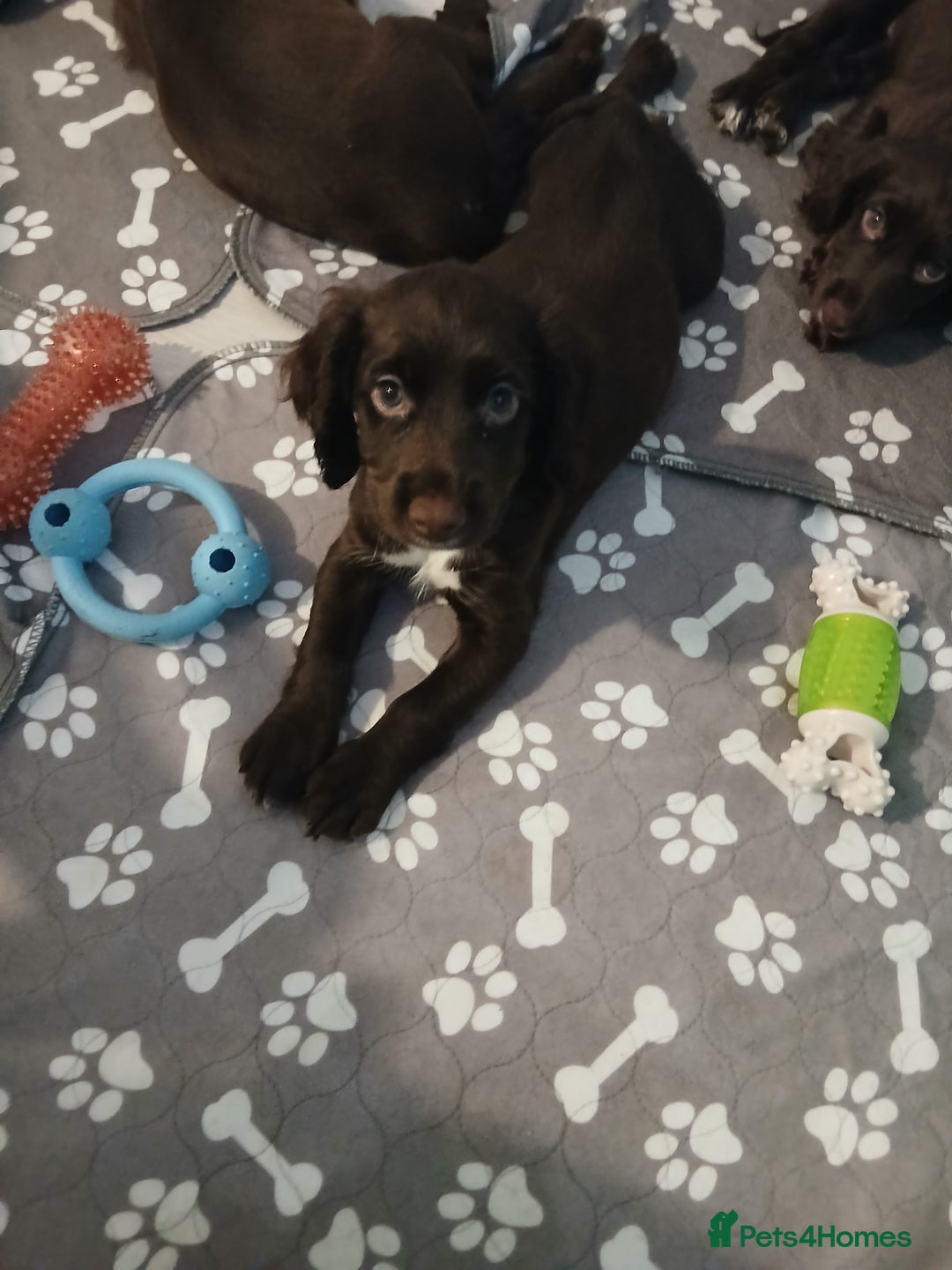 Sprocker dogs for sale: Sprocker puppy last one available (GIRL) - Advert 1