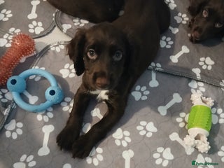 Sprocker dogs Sprocker puppy last one available (GIRL) - Advert 6