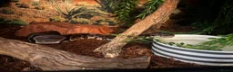 Python Snake reptiles for sale: Royal ball python and set up.  in Hemel Hempstead - Advert 10