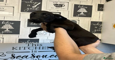 Mixed Breed dogs - Advert 9