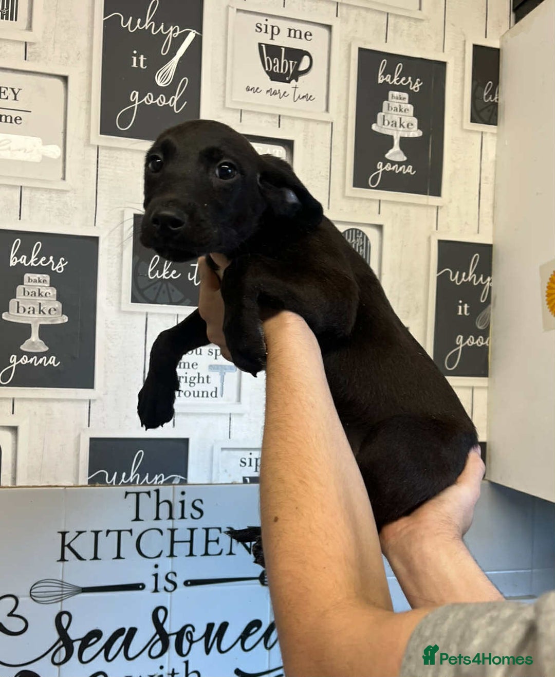 Mixed Breed dogs for sale: 4 cute Labrador x Doberman boy puppies available - Image 3