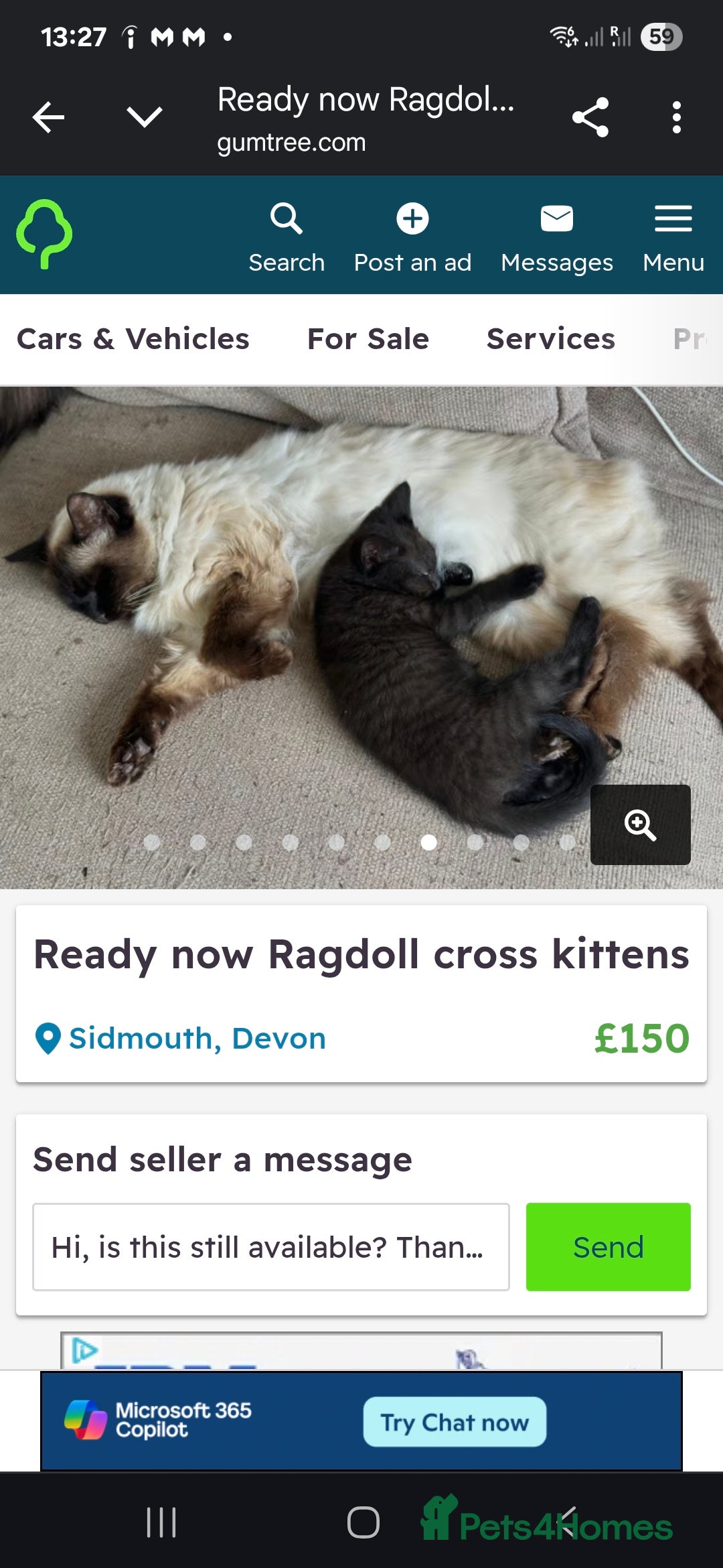 Domestic Shorthair cats for sale: Ragdoll x Domestice Short-hair  - Image 10