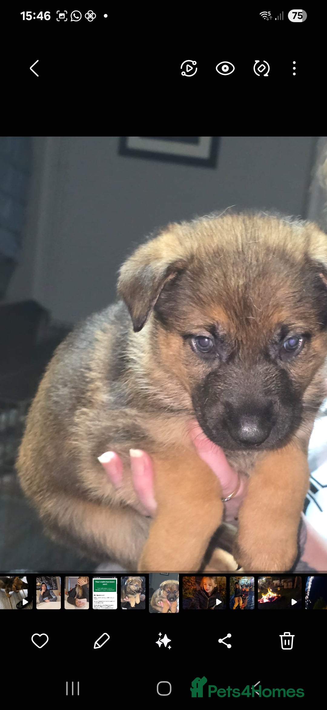 German Shepherd dogs for sale: Beautiful German shepherd pups - Advert 5